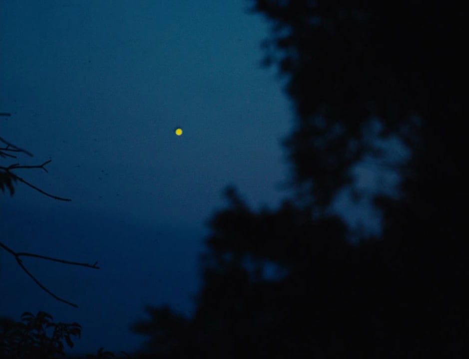 Moonrise through the trees – A pale yellow moon glows softly in the deep blue dusk, framed by the dark silhouettes of tree branches.